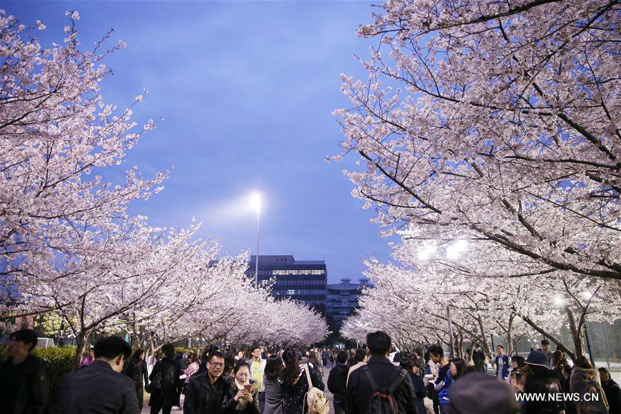 Cherry blossoms seen in Tongji University in Shanghai