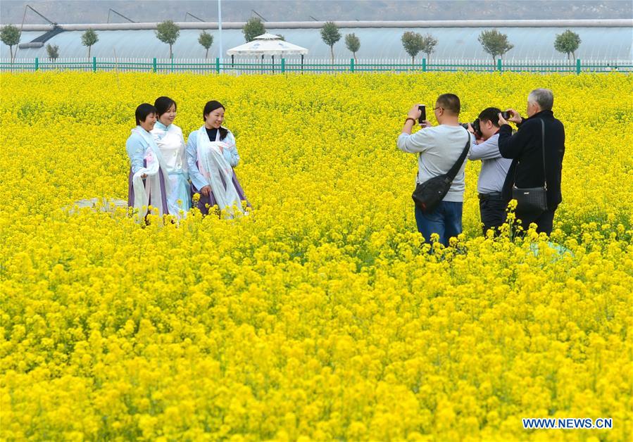 Cole flowers scenery in N China's Hebei