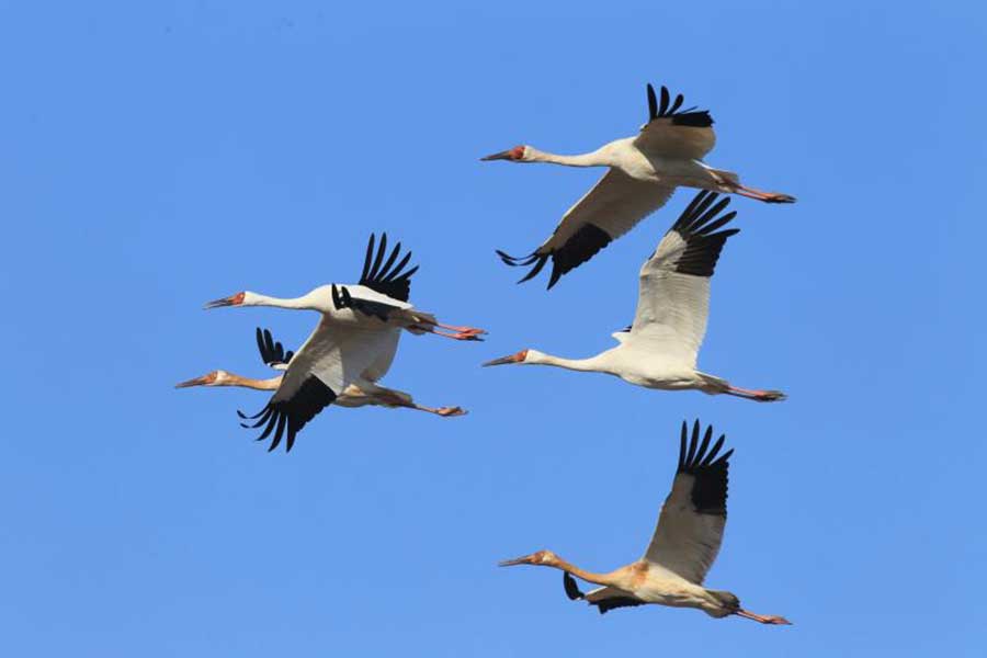 White cranes flock to Jilin to spend spring