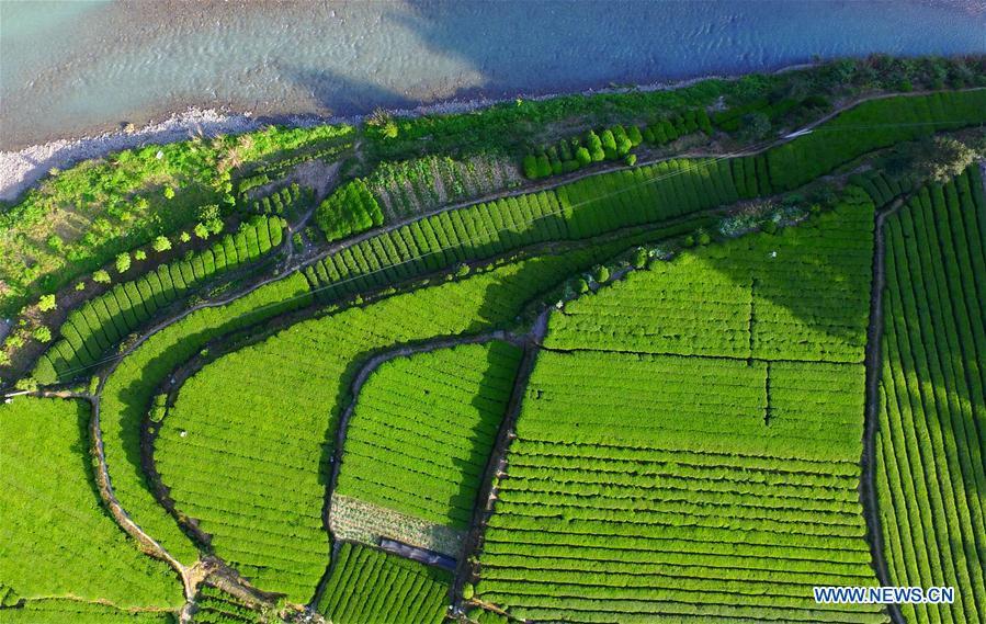 Aerial view of tea gardens in Hubei