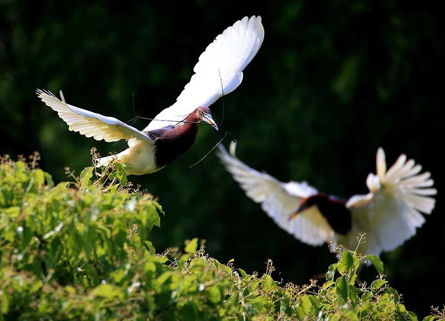 Egrets make a lively scene around Mount Huangshan