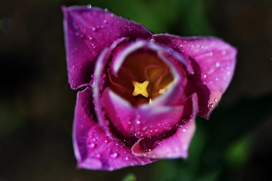 Tourists view tulip flowers in Northeast China