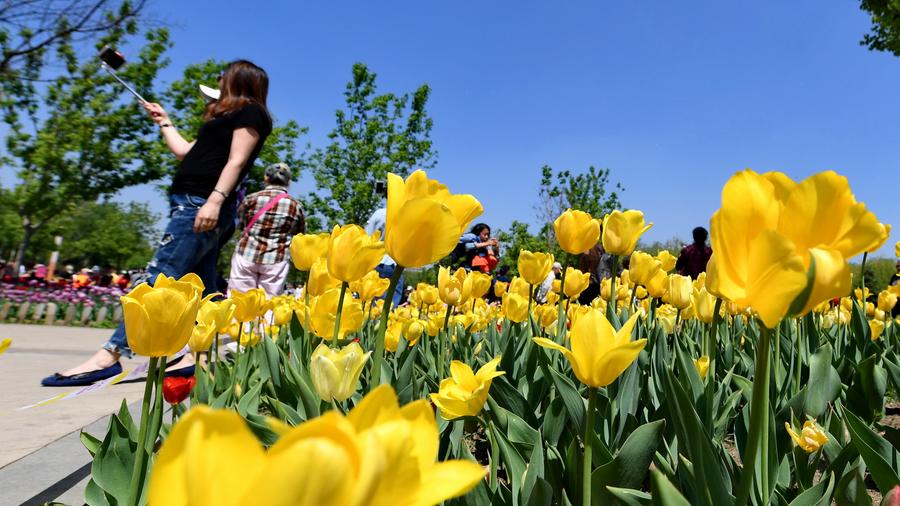 Tourists view tulip flowers in Northeast China