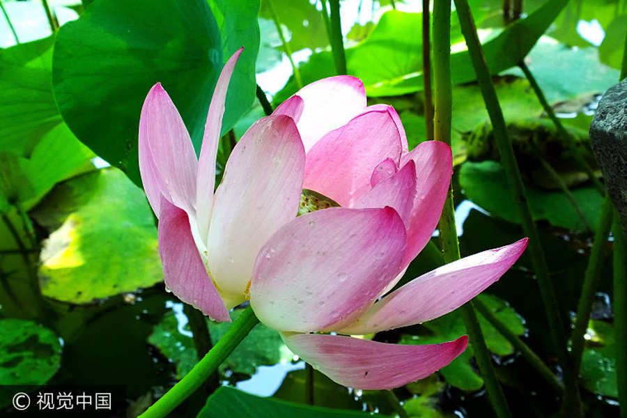 Lotus flowers in bloom in Beijing