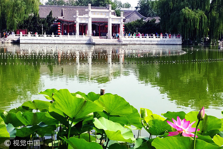 Lotus flowers in bloom in Beijing