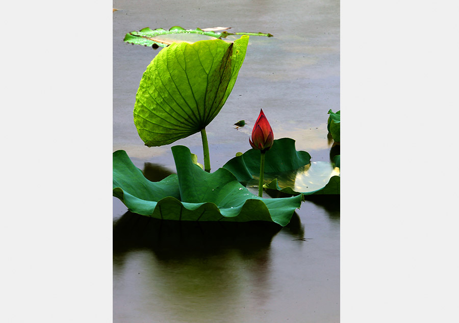 Refreshing summer scene spotted in Chengkan ancient village