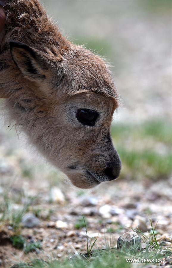 Number of Tibetan antelopes rises to over 200,000 in Tibet