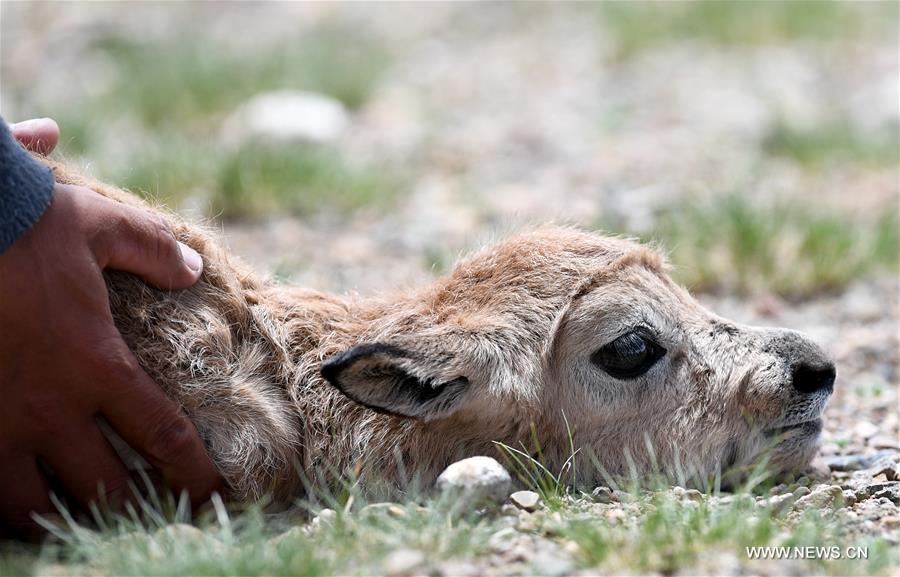 Number of Tibetan antelopes rises to over 200,000 in Tibet