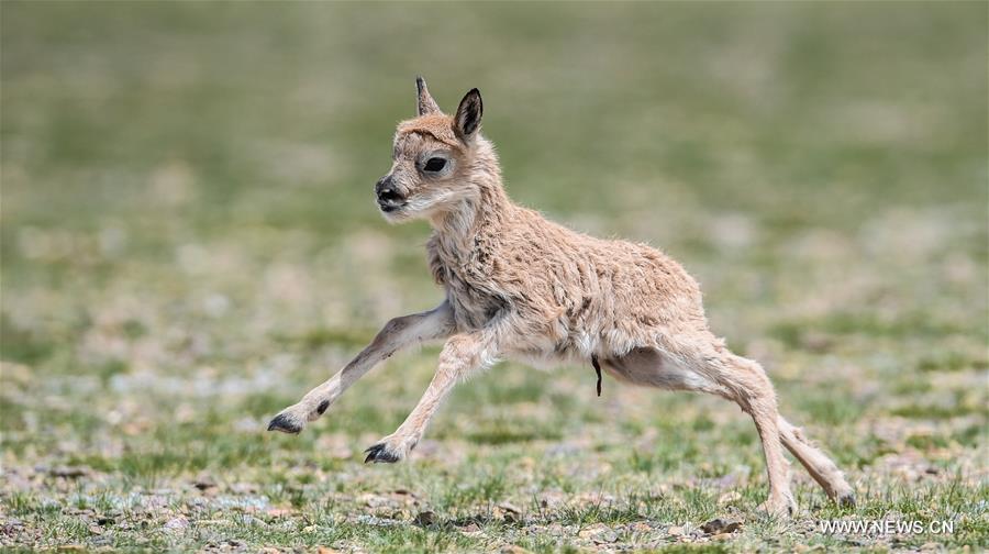 Number of Tibetan antelopes rises to over 200,000 in Tibet