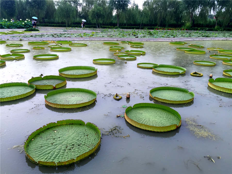 Baiyangdian Lake embraces most beautiful season in Hebei