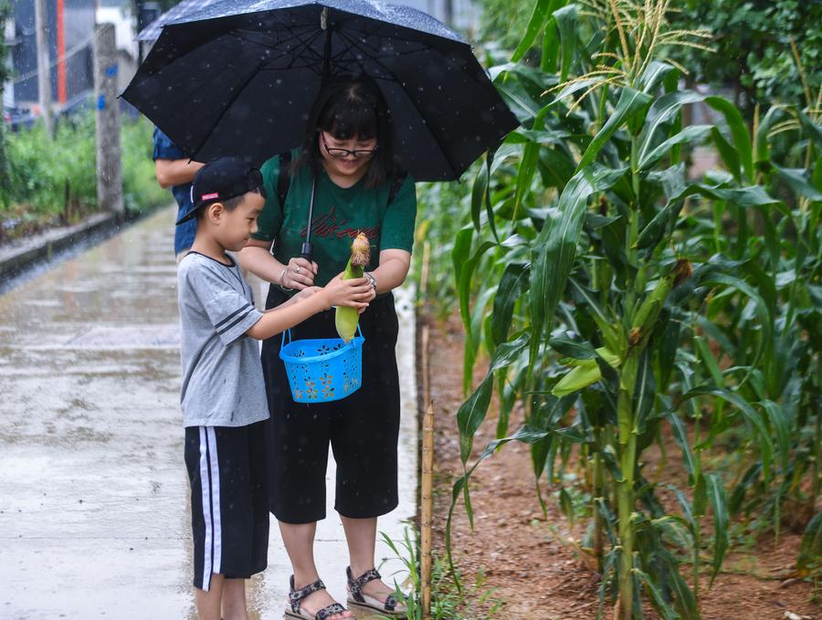 East China's town attracts tourists for vegetable harvest