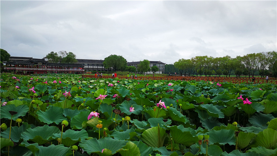 Hubei's Honghu encourages eco-agricultural tourism