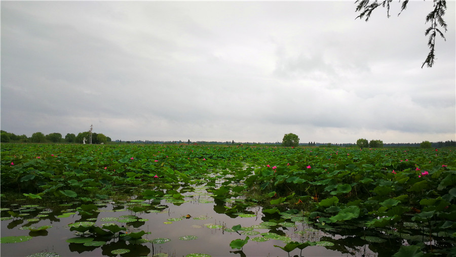 Hubei's Honghu encourages eco-agricultural tourism