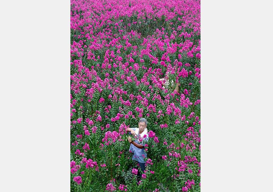 Flower plantation helps farmers increase income in China's Sichuan