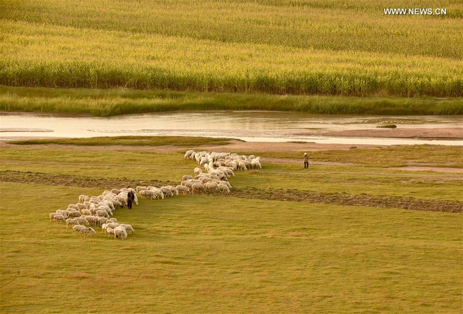 Autumn scenery of Hunhe River in N China's Hohhot