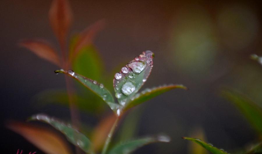 Park scenery after rain in Yangzhou, E China's Jiangsu