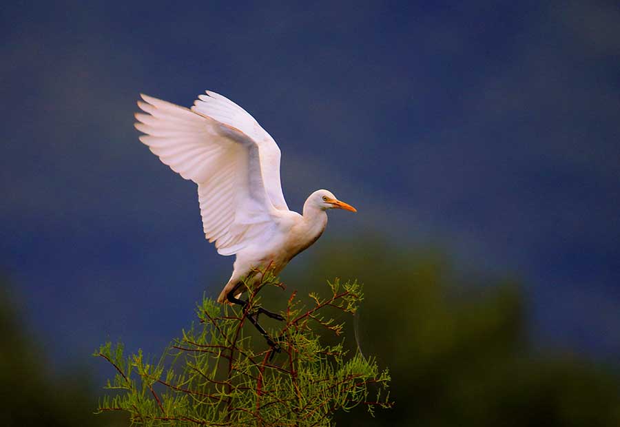 Egrets seen near Xinanjiang River in Anhui