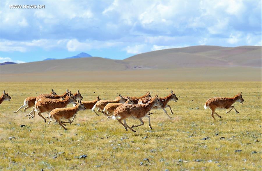 Wildlife paradise: Changtang National Nature Reserve in Tibet