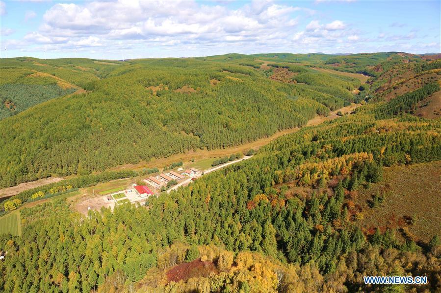 Scenery of Saihanba forest in N China's Hebei