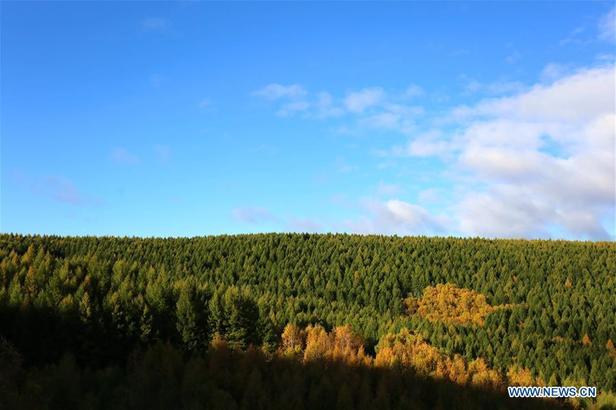 Scenery of Saihanba forest in N China's Hebei