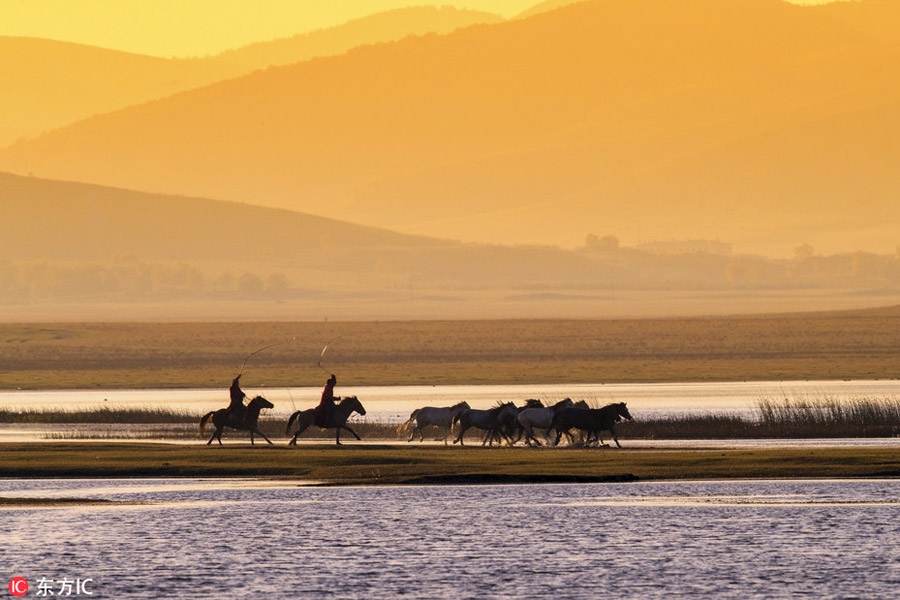 Prancing horses captured in Inner Mongolia