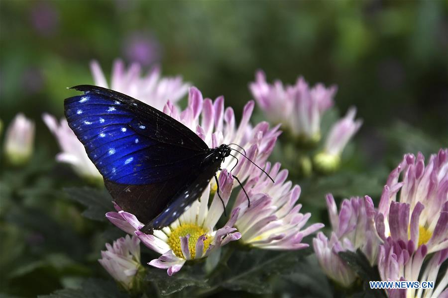 Butterflies in amazing colors seen in E China's Shandong