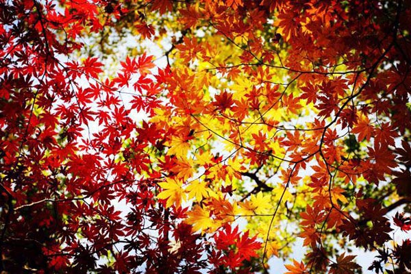 Jilin in autumn: Warm sunshine, bright colors and vibrant scenery