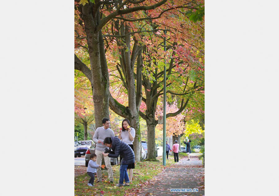 Stunning color of maple leaves in Vancouver