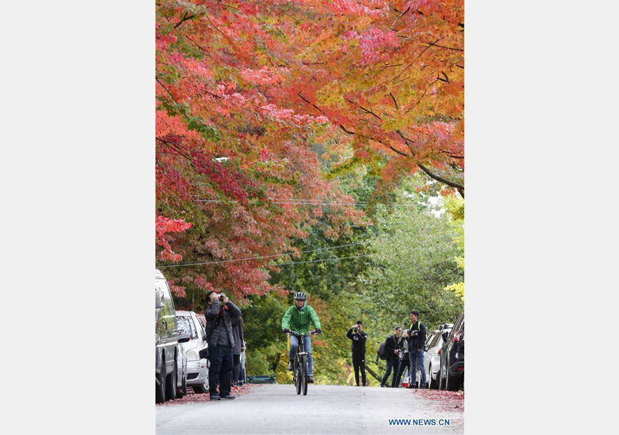 Stunning color of maple leaves in Vancouver