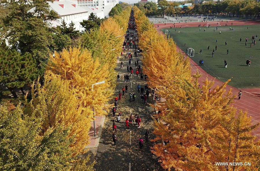 Tourists enjoy scenery of ginkgo trees in NE China