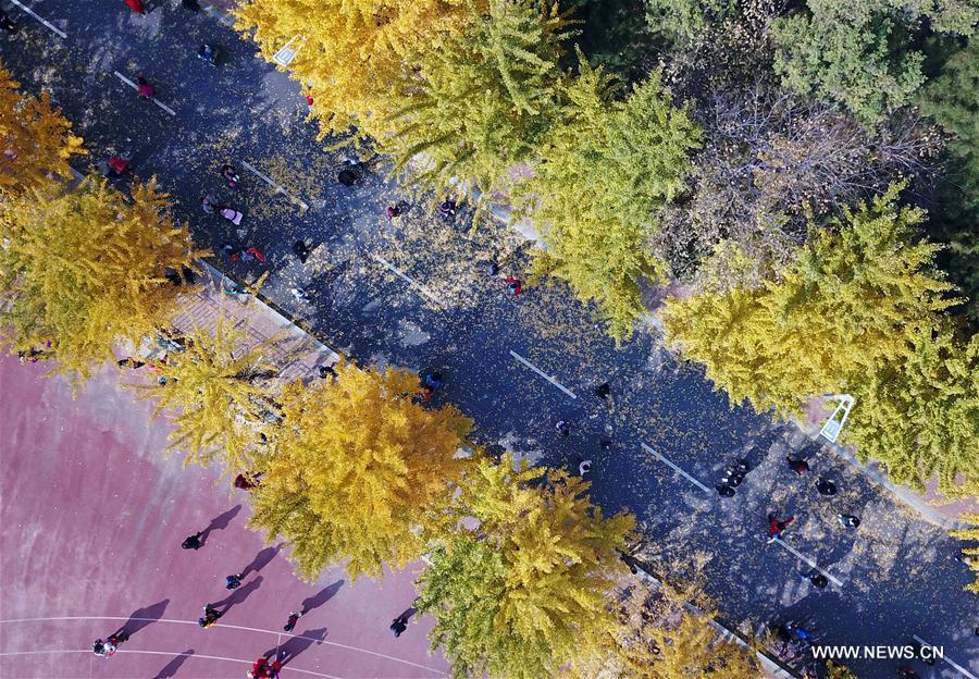 Tourists enjoy scenery of ginkgo trees in NE China