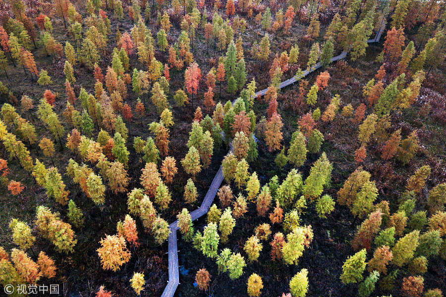 Captured from above: Dawn redwoods in Nanjing