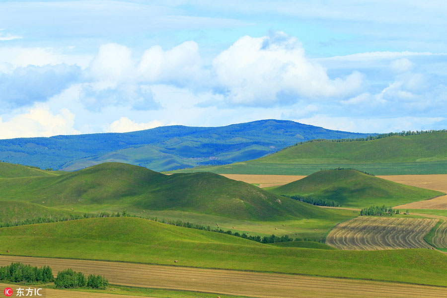 China's renowned pure grassland: Hulunbuir Grassland