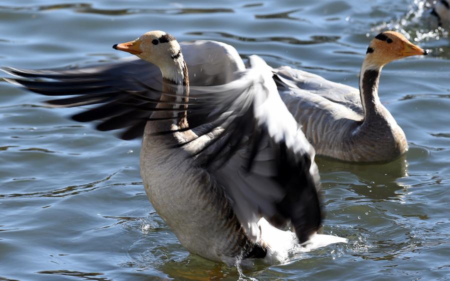 Bar-headed geese spend winter in SW China's Lhasa river valley