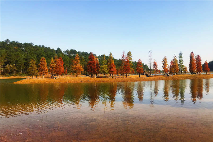 Pond cypresses in an E China's reservoir