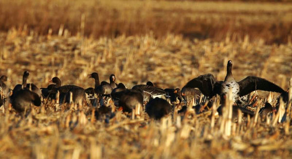 Wild geese from Siberia rest in Jilin province