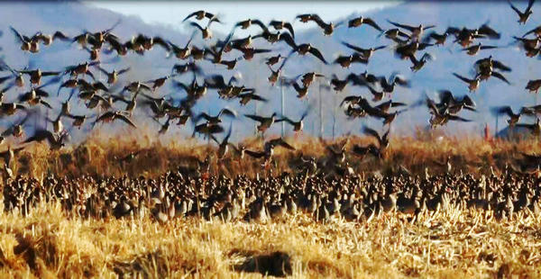 Wild geese from Siberia rest in Jilin province