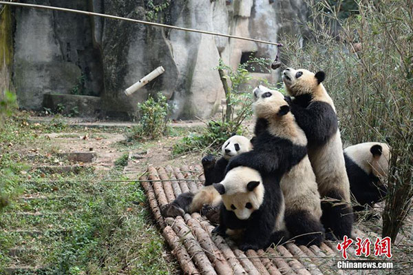 Pandas vie for food in a fluffy 'fight'