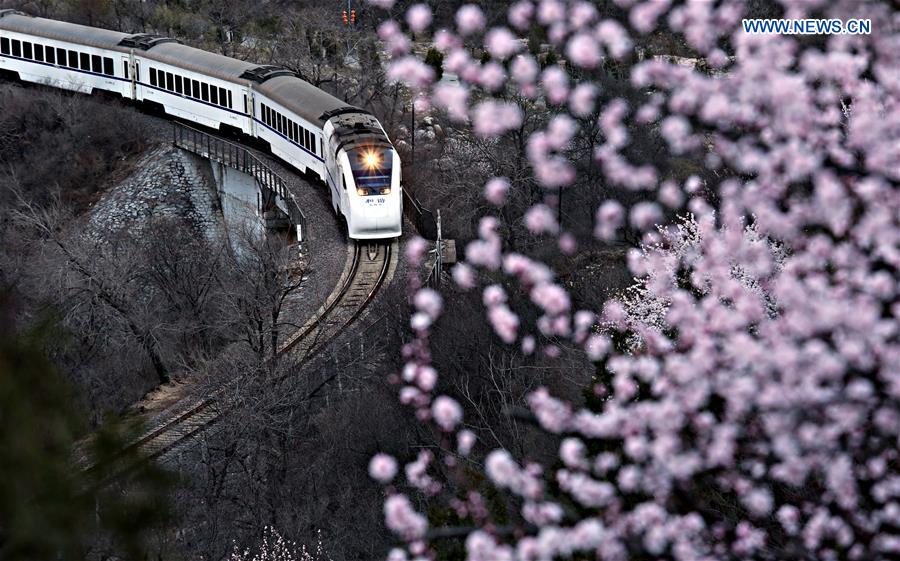 'Train to Spring' blossom paradise closed to tourists