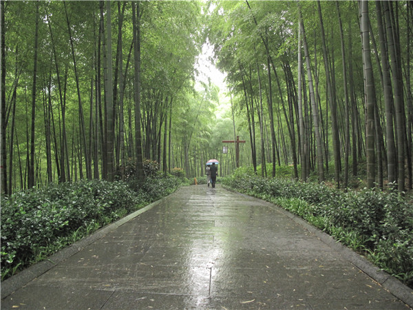 Tucked away in a bamboo sea