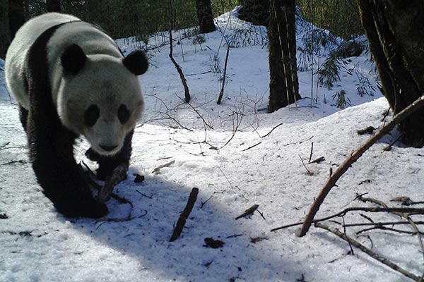 Pioneer pandas battle to survive new territory