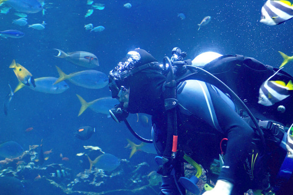 Diving in the Marshall Islands with tuna, turtles and wrecks