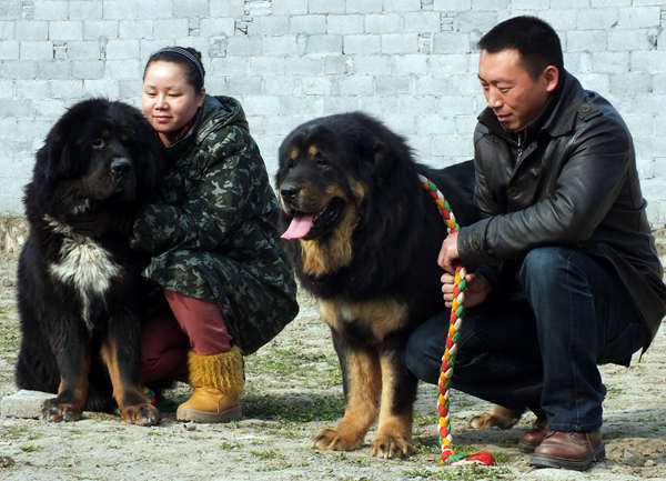 Abandoned Tibetan mastiffs pose threat to snow leopards' primacy