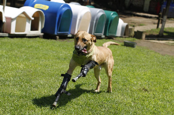 Dog receives prosthetic legs