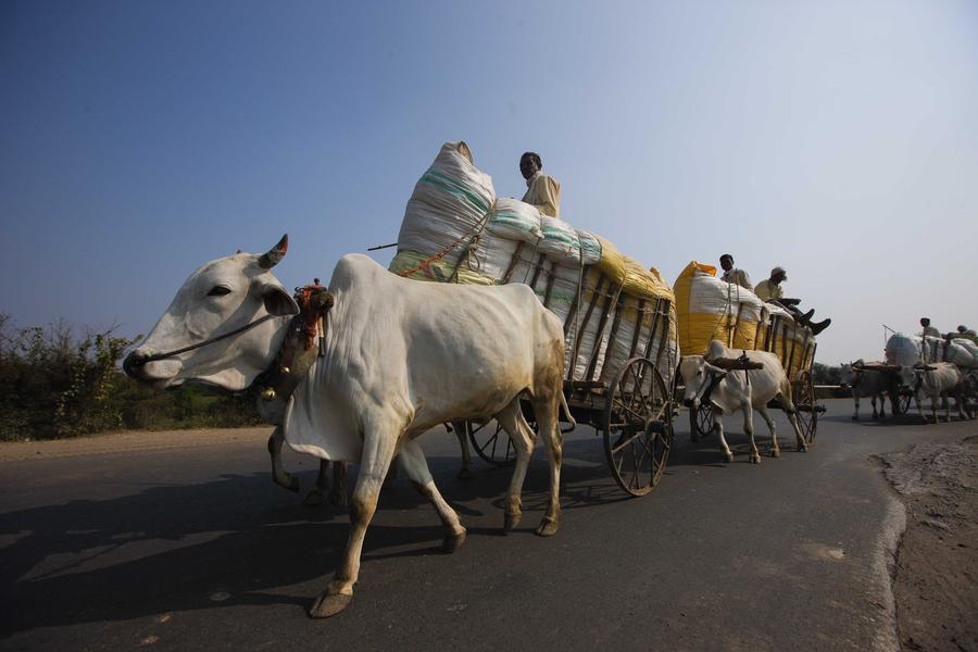 Cotton harvest in India