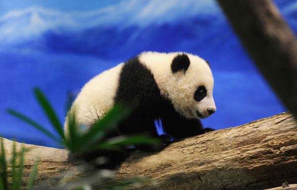 Panda in Washington to make her debut