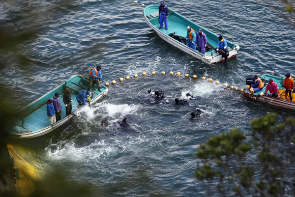 Japan seeks US understanding about dolphin hunt