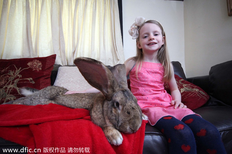 Biggest rabbit in the world