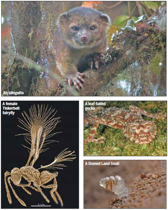 Newly discovered species span big trees, tiny flies