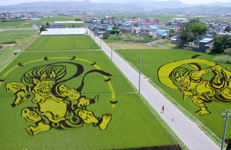 Draw on the paddy fields